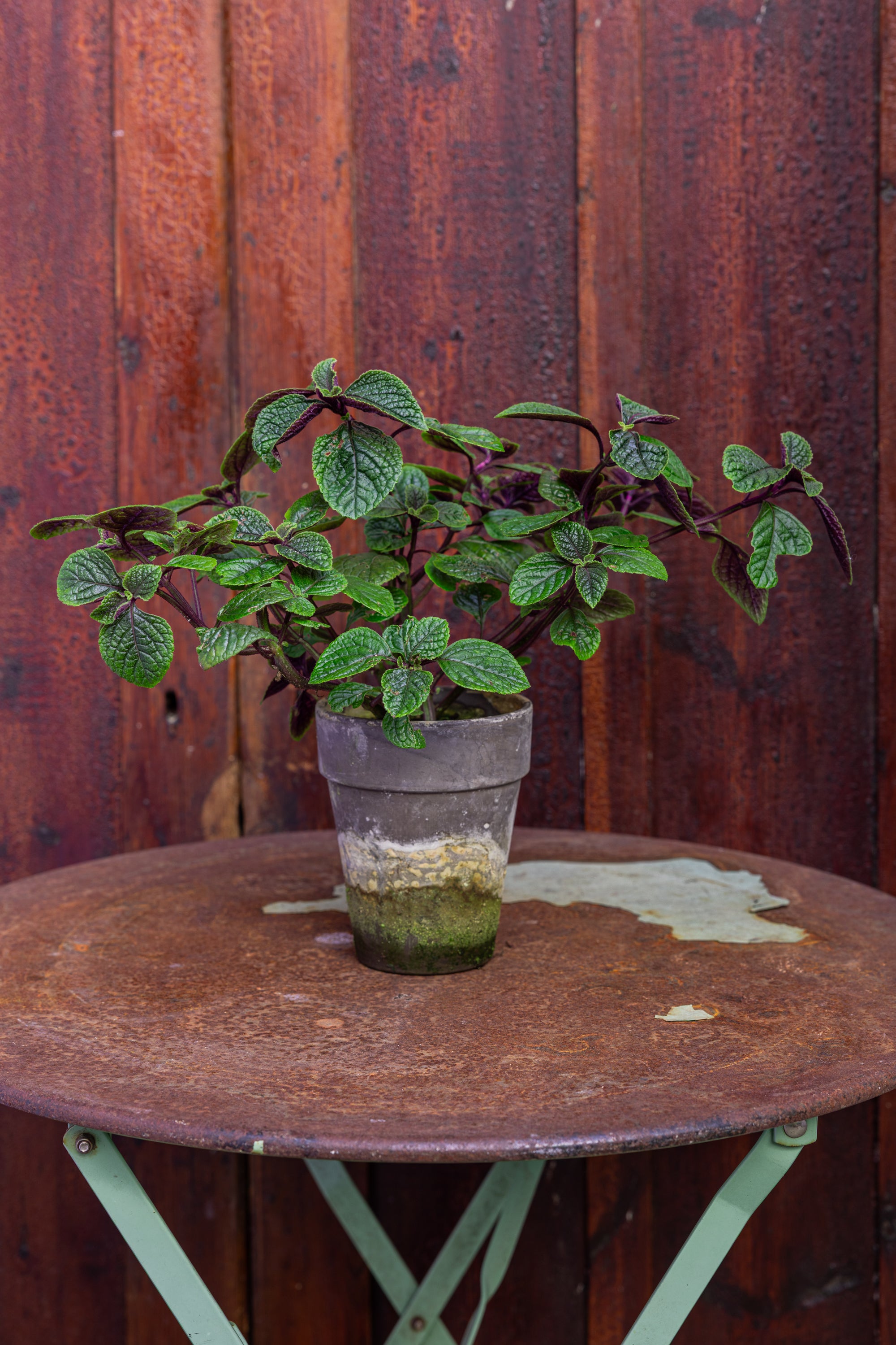 Plante: Orkide