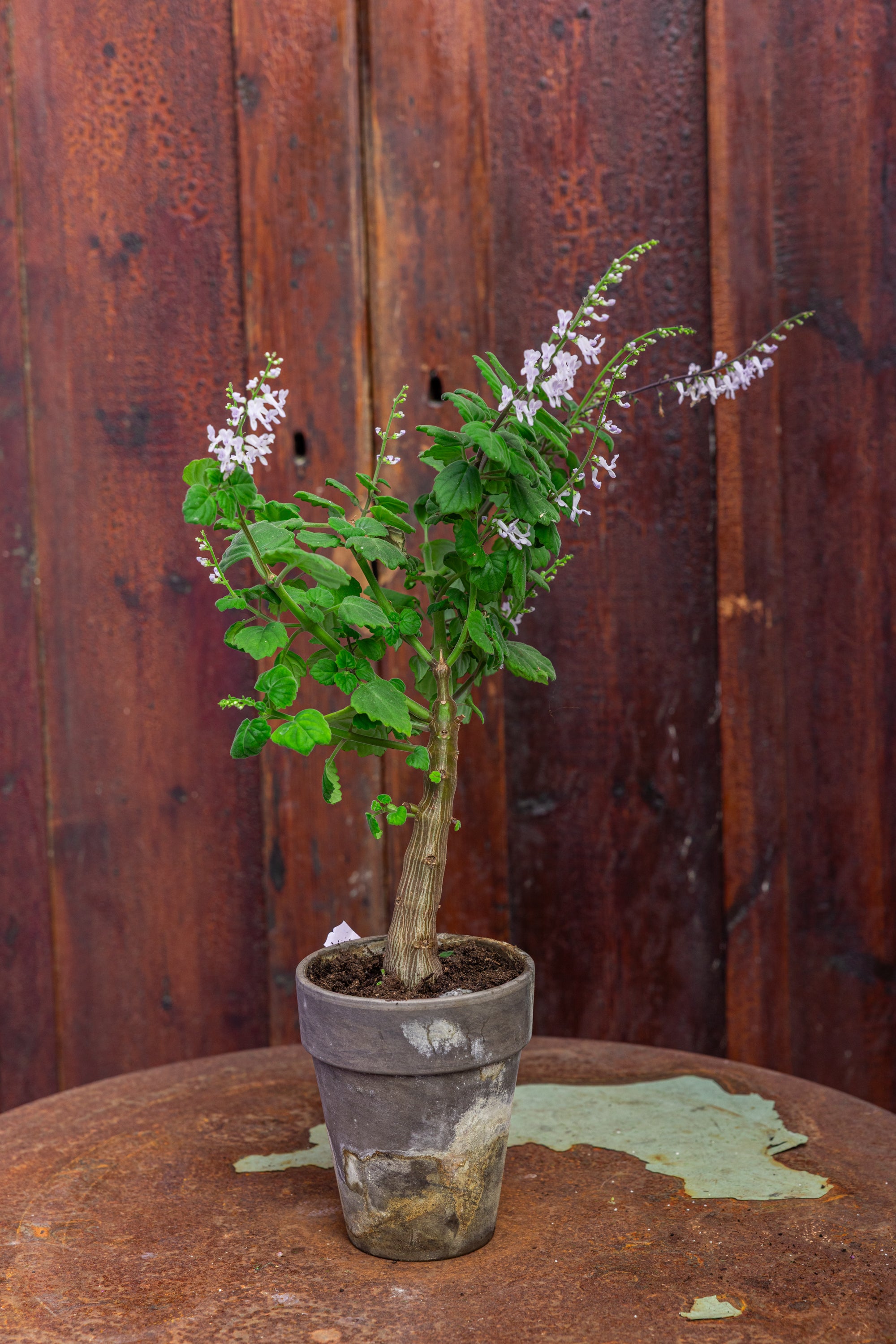 Plante: Mølplante