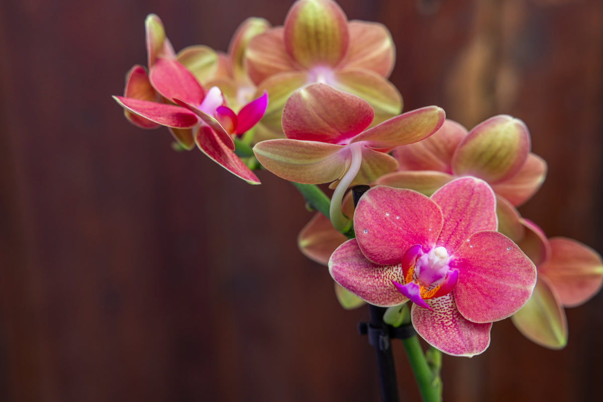 Plante: Orkide
