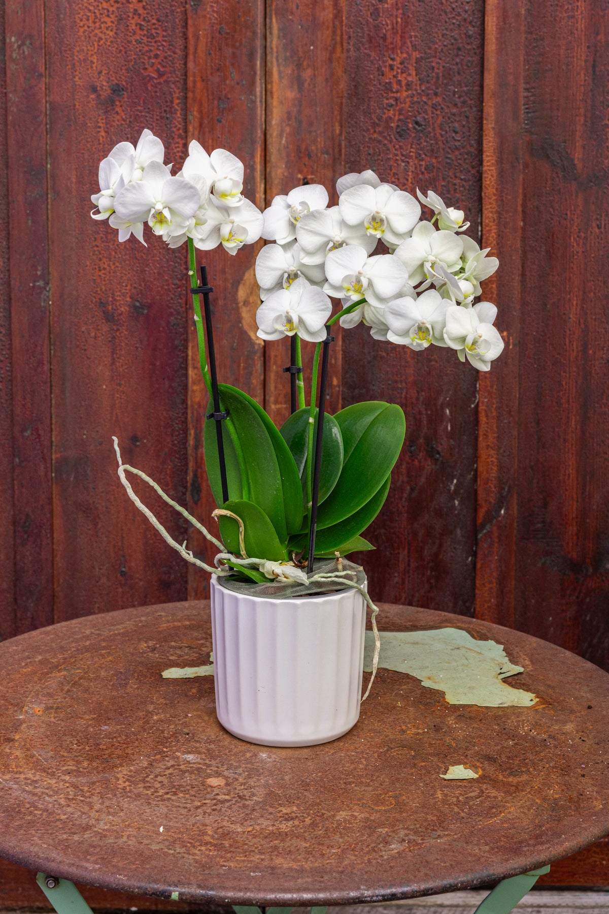 Plante: Orkide