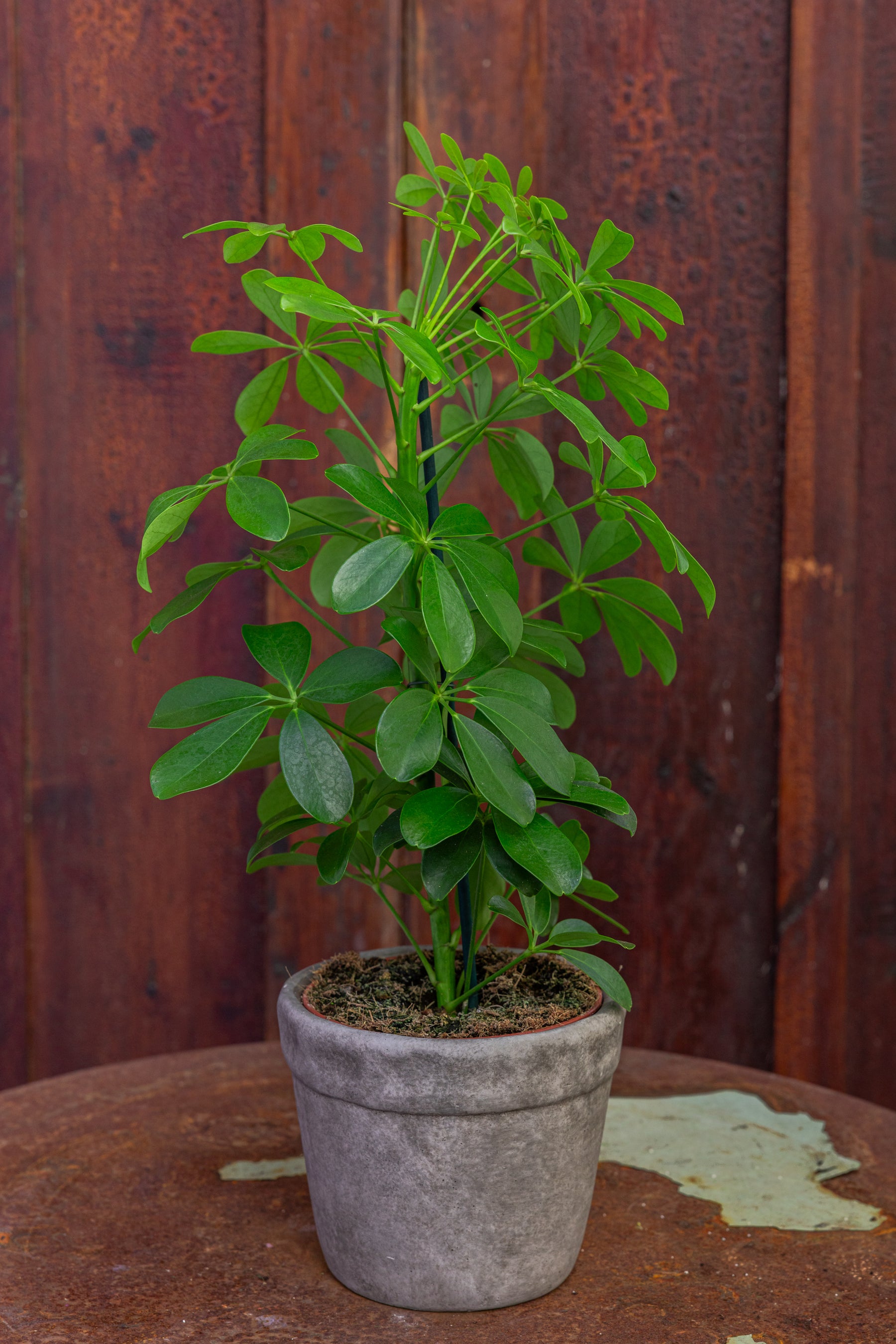 Plante: Paraplytræ, Schefflera