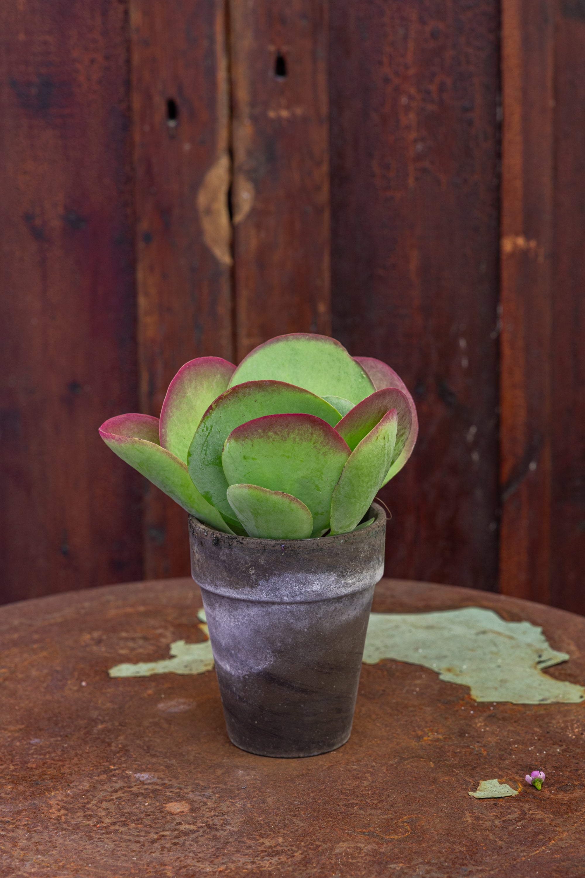 Plant: succulent