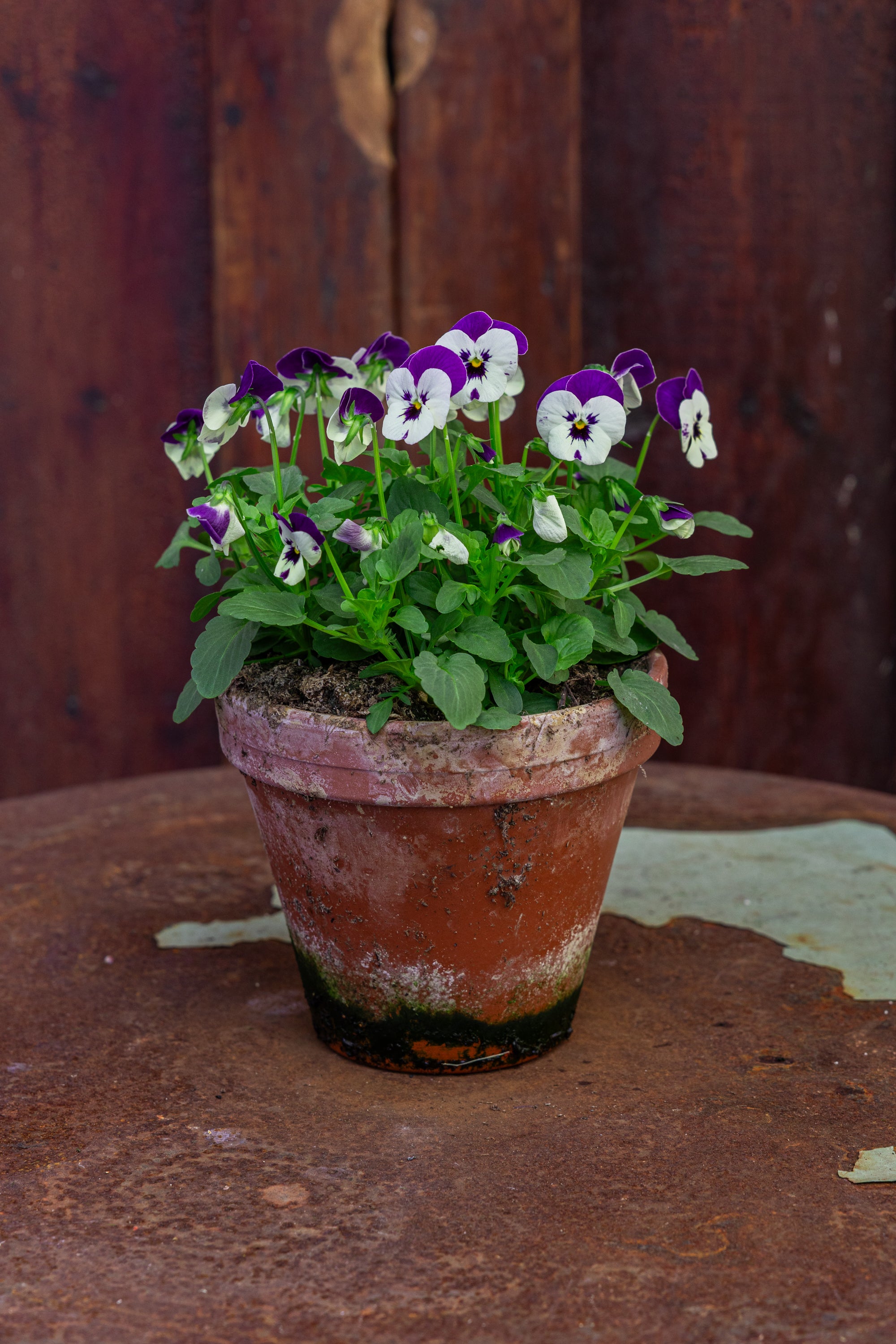 Plante: Stedmoderblomst