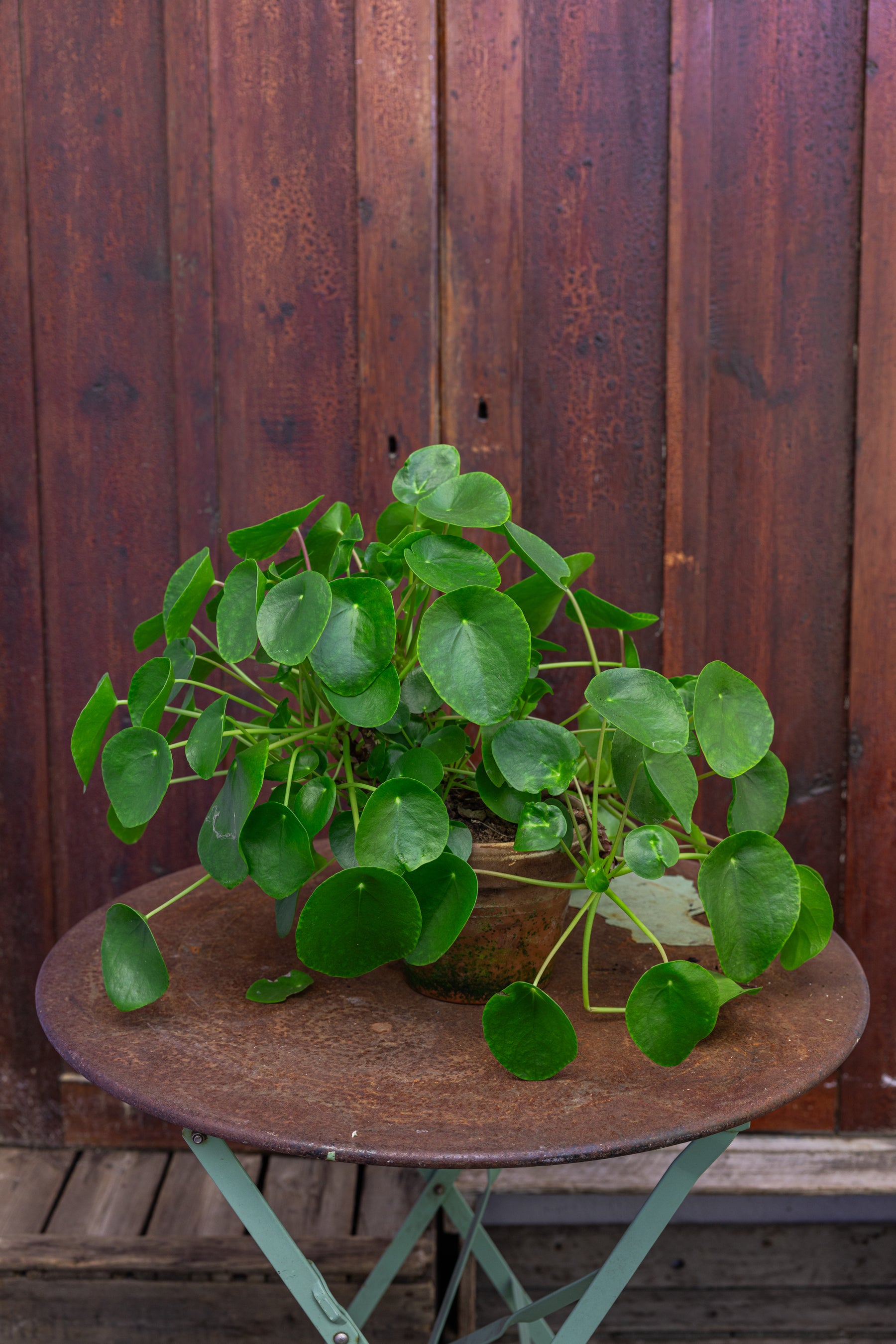 Plante: Kinesisk pengetræ, Pilea