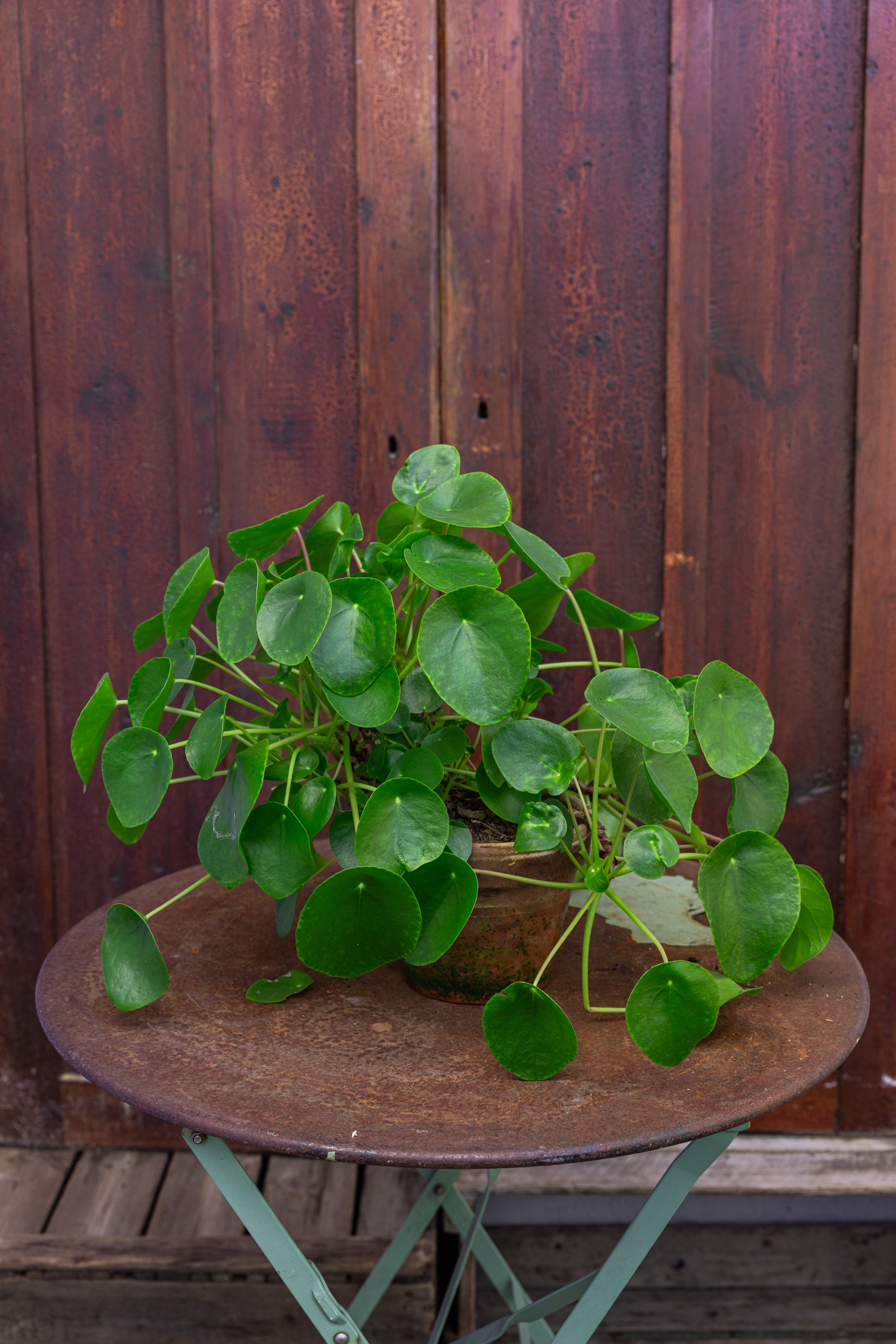 Plant: Chinese money tree, Pilea