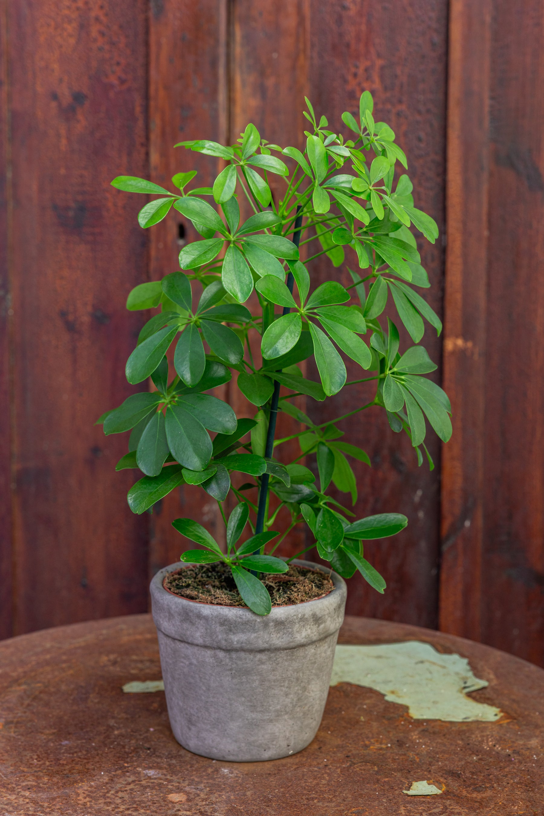 Plante: Paraplytræ, Schefflera