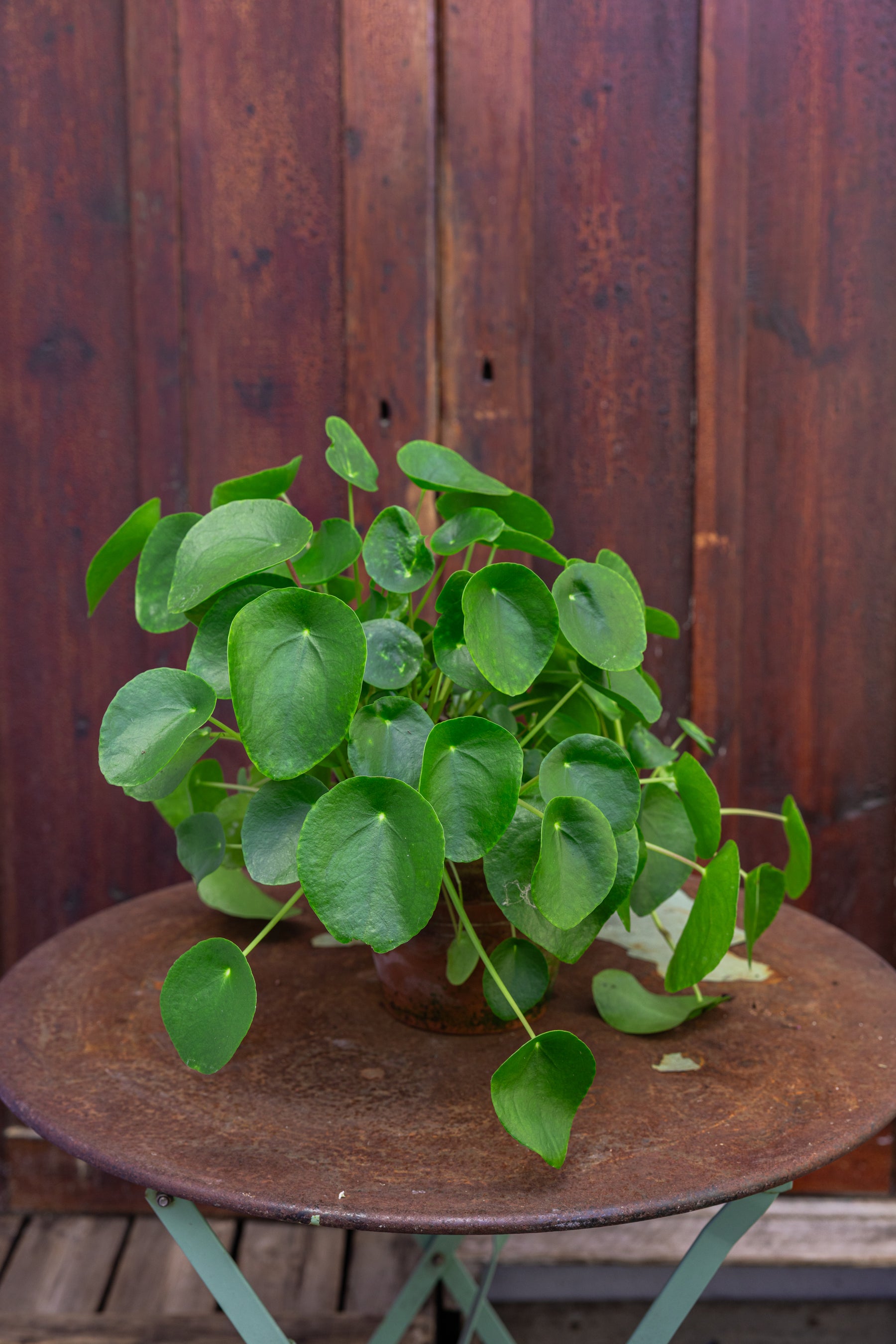 Plante: Kinesisk pengetræ, Pilea